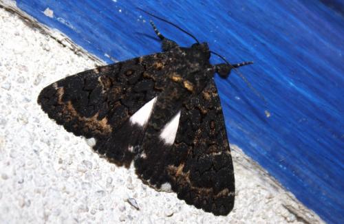 Réf. 213 278 : Catephia alchymista